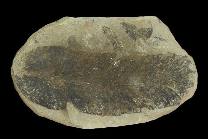 Fossil Fern (Macroneuropteris) Pos/Neg - Mazon Creek #121169